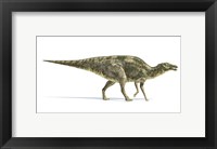 Framed Maiasaura Dinosaur on White Background