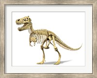 Framed 3D Rendering of a Tyrannosaurus Rex Dinosaur Skeleton