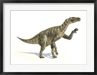 Framed Iguanodon Dinosaur in Dynamic Posture