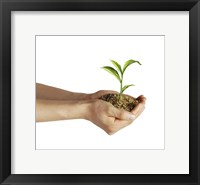 Framed Man's Hands Holding Soil with a Little Growing Green Plant