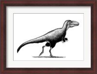 Framed Black Ink Drawing of Teratophoneus Curriei
