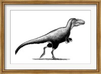 Framed Black Ink Drawing of Teratophoneus Curriei