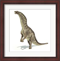 Framed Amargasaurus Dinosaur in Dynamic Posture