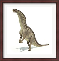 Framed Amargasaurus Dinosaur in Dynamic Posture