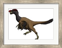 Framed Citipati, an Oviraptorid from the Cretaceous Period