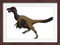 Framed Citipati, an Oviraptorid from the Cretaceous Period