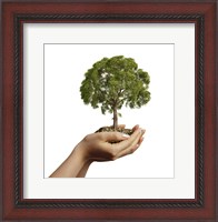 Framed Woman's Hands Holding Soil with a Tree