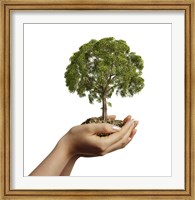 Framed Woman's Hands Holding Soil with a Tree