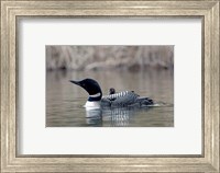 Framed British Columbia Common Loon with chick