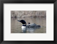 Framed British Columbia Common Loon with chick