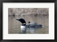Framed British Columbia Common Loon with chick