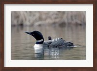 Framed British Columbia Common Loon with chick