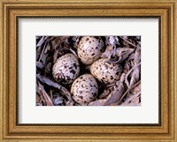 Framed Nightjar Nest and Eggs, Thaku River, British Columbia, Canada