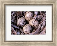 Framed Nightjar Nest and Eggs, Thaku River, British Columbia, Canada