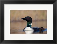 Framed British Columbia Common Loon bird on Lac Le Jeune