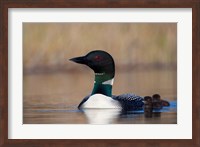 Framed British Columbia Common Loon bird on Lac Le Jeune