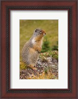 Framed British Columbia, Banff NP, Columbian ground squirrel