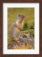 Framed British Columbia, Banff NP, Columbian ground squirrel