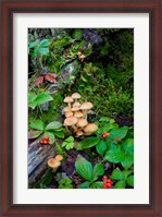 Framed British Columbia, Bowron Lakes Park Bunchberry, Forest