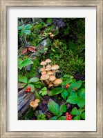 Framed British Columbia, Bowron Lakes Park Bunchberry, Forest