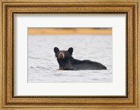 Framed British Columbia, Bowron Lakes Park, Black bear