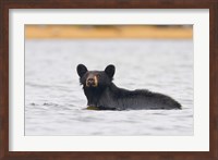 Framed British Columbia, Bowron Lakes Park, Black bear