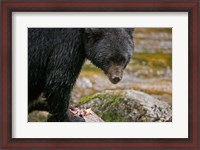 Framed British Columbia, Gribbell Island, Black bear, salmon