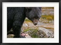 Framed British Columbia, Gribbell Island, Black bear, salmon