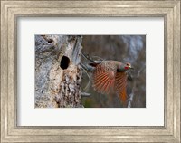 Framed British Columbia, Red-shafted Flicker bird
