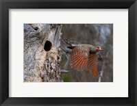 Framed British Columbia, Red-shafted Flicker bird