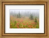Framed British Columbia, Revelstoke NP, Misty meadow
