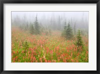 Framed British Columbia, Revelstoke NP, Misty meadow