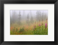 Framed Misty Meadow Scenic, Revelstoke National Park, British Columbia, Canada