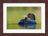 Framed British Columbia, Common Loons