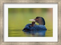 Framed British Columbia, Common Loons
