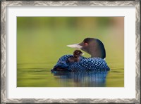 Framed British Columbia, Common Loons