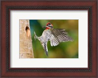 Framed British Columbia, Red-naped Sapsucker bird