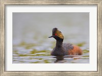 Framed Canada, British Columbia, Eared Grebe, breeding plumage