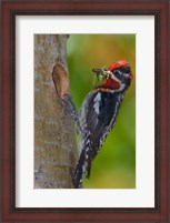 Framed Canada, British Columbia, Red-naped Sapsucker bird, nest