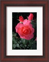 Framed English Rose in Butchart Gardens, Vancouver Island, British Columbia, Canada