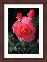 Framed English Rose in Butchart Gardens, Vancouver Island, British Columbia, Canada