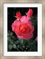 Framed English Rose in Butchart Gardens, Vancouver Island, British Columbia, Canada