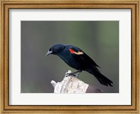 Framed British Columbia, Red-winged Blackbird