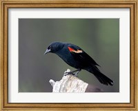 Framed British Columbia, Red-winged Blackbird