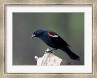 Framed British Columbia, Red-winged Blackbird