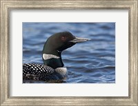 Framed British Columbia Portrait of a Common Loon bird
