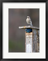 Framed Mountain Bluebirds, British Columbia, Canada