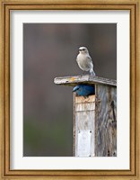 Framed Mountain Bluebirds, British Columbia, Canada