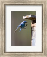 Framed British Columbia, Mountain Bluebird