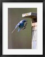 Framed British Columbia, Mountain Bluebird